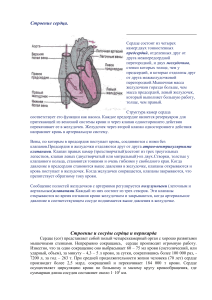 Строение сердца: анатомия, камеры, клапаны