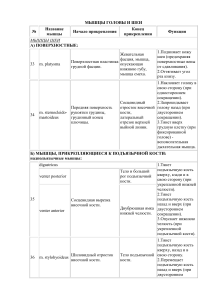 Мышцы головы и шеи: анатомия, функции