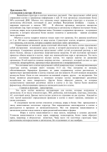 Клетка: строение и функции органоидов