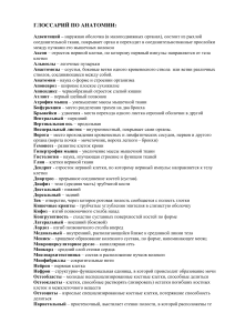 Глоссарий по анатомии: определения терминов