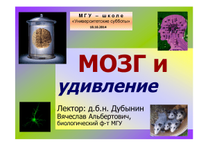 Мозг и удивление: Презентация по нейробиологии