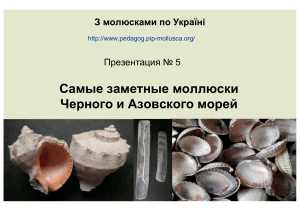 Моллюски Черного и Азовского морей: Презентация