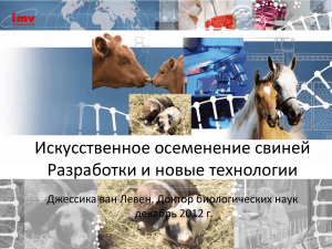 Искусственное осеменение свиней: технологии и разработки