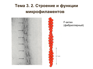 Микрофиламенты: строение и функции F-актина