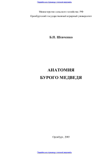 Анатомия бурого медведя: Монография