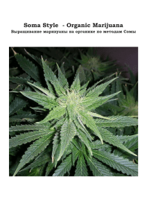 Soma Style Organic Marijuana