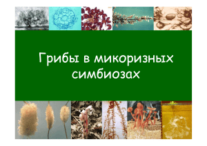 Микоризные симбиозы: грибы и растения