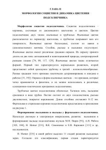 Морфология и цветение подсолнечника: научная статья