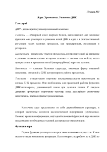 Ядро клетки, хромосомы, упаковка ДНК - Лекция
