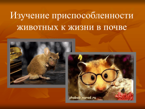 Адаптация животных к жизни в почве: презентация по биологии