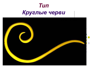 Круглые черви: строение, классы, жизненный цикл аскариды