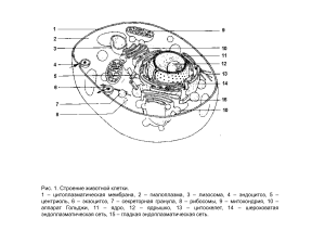 Иллюстрации по биологии: клетка, нервная система, мозг