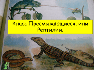 Пресмыкающиеся: общая характеристика класса (8 класс)