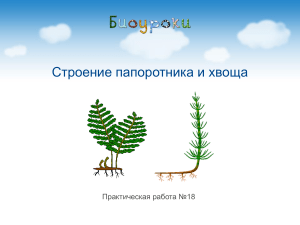 Строение папоротника и хвоща: Практическая работа