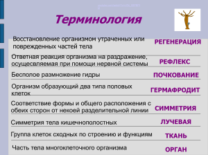 Плоские черви: строение, классификация, жизненный цикл