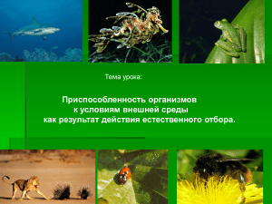 Приспособленность организмов: естественный отбор, адаптации