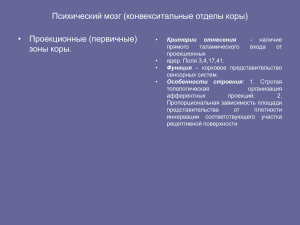 Психический мозг: конвекситальные отделы коры