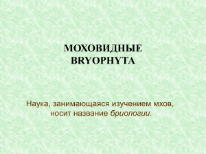 Моховидные и Псилотовые: строение, размножение, классификация