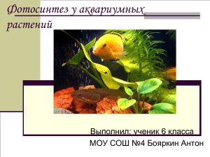 Фотосинтез у аквариумных растений: презентация