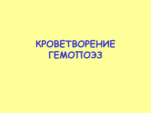 Кроветворение (Гемопоэз): Презентация по биологии
