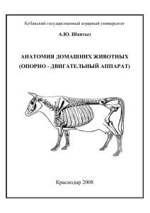 Анатомия домашних животных: Опорно-двигательный аппарат