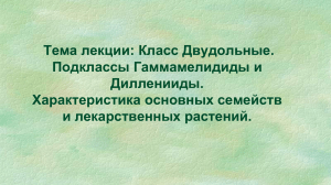 Двудольные: Гамамелидиды и Дилленииды - Лекция по ботанике