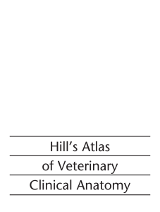 Ветеринарный атлас клинической анатомии Hill's