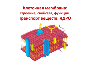 Клеточная мембрана: строение, функции, транспорт веществ