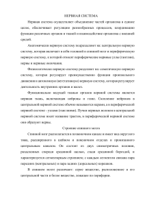 Нервная система: строение и функции мозга
