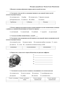 Тест по биологии: Скелет человека, 8 класс