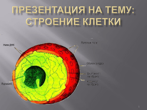 Строение клетки: презентация по биологии