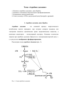 Аэробное дыхание: цикл Кребса, окислительное фосфорилирование