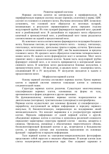 Развитие нервной системы: строение и функции