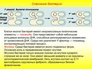 Строение и физиология бактерий
