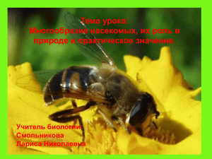 Многообразие насекомых: роль и значение (биология)
