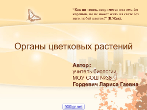 Корень растения: биология 6 класс, презентация
