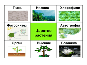 Ботаника: Царство Растения и Водоросли - Презентация