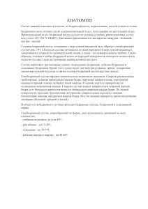 Анатомия нижней конечности: бедренная кость и тазобедренный сустав