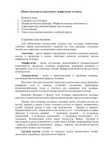Анатомия и морфология человека: строение тела, типы телосложения