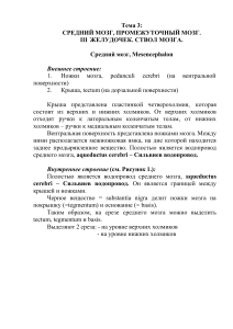 Средний и промежуточный мозг: конспект по нейроанатомии
