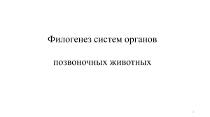 Филогенез систем органов позвоночных: презентация