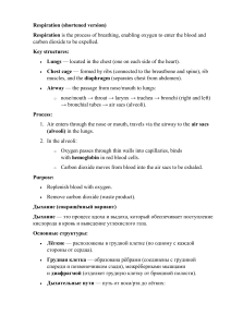 Дыхание: Процесс, Структуры, Назначение | Руководство по Биологии и Анатомии