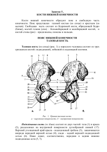 Анатомия костей нижней конечности: пояс, бедро, голень, стопа