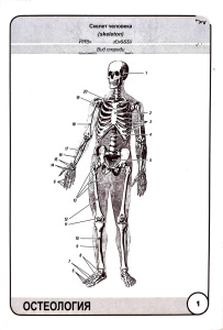 Остеология: строение скелета человека