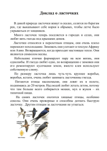 Доклад о ласточках: среда обитания и повадки