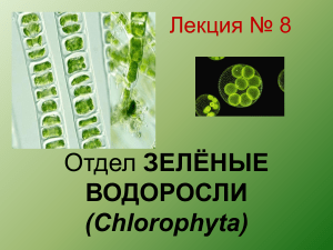Лекция: Зеленые водоросли (Chlorophyta)