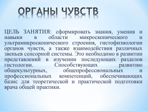 Гистология органов чувств: глаз