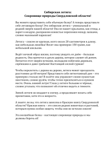 Сибирская летяга: редкий вид Красной книги Свердловской области