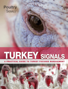 Turkey Signals: Practical Guide to Turkey Management