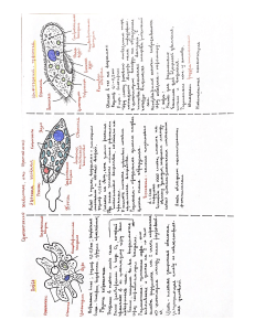 Protozoa: Paramecium, Euglena, Amoeba Biology Diagrams